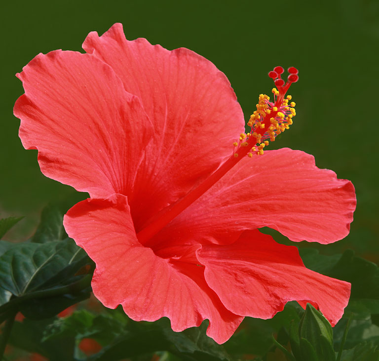 004   hibiscus (low res)   della omalley